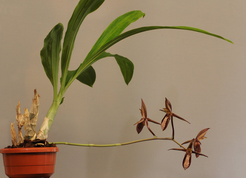 Catasetum tabulare HBL31058.jpg