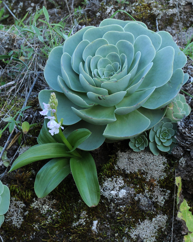 Orchis patens ssp. canariensis with Greenovia aurea.