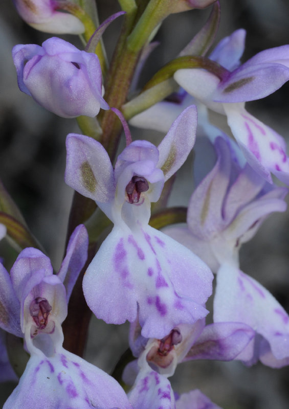 Orchis patens ssp. canariensis. Close-up.
