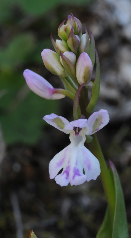 Orchis patens ssp. canariensis. Closer.
