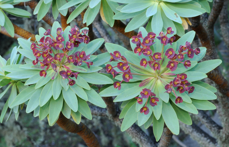 Euphorbia atropurpurea. Closer.
