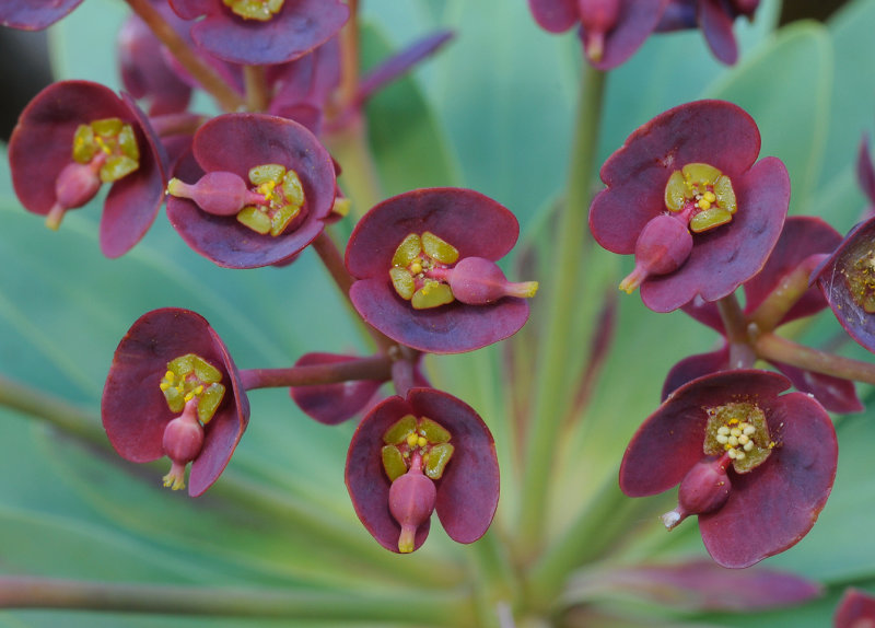 Euphorbia atropurpurea. Closer.