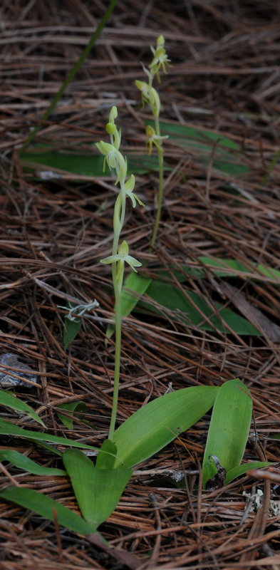 Habenaria tridactylites