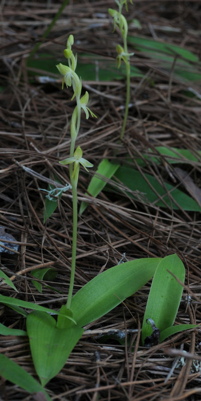 Habenaria tridactylites