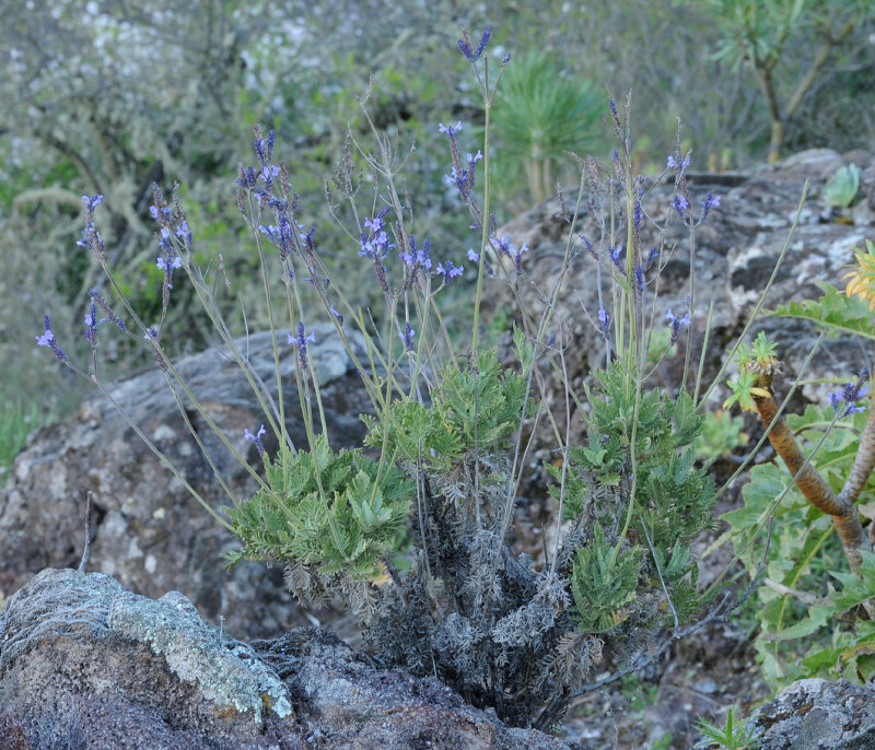 Lavandula minutolii