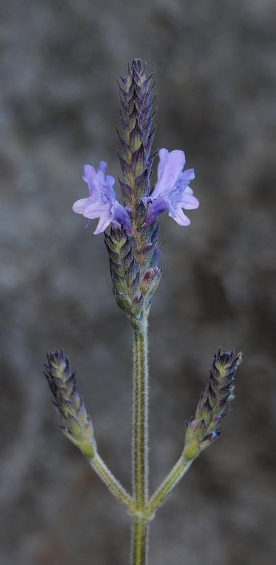 Lavandula minutolii. Close-up.