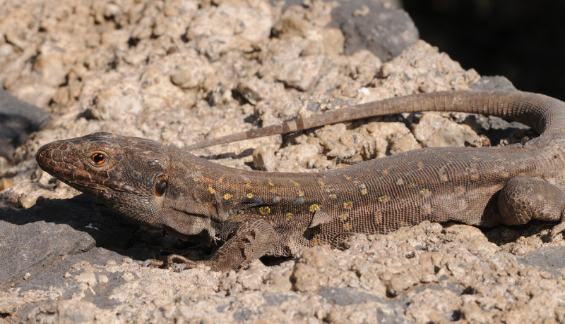 Gallotia galloti eisentrauti