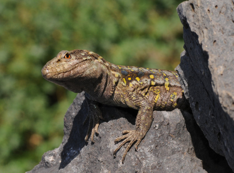 Gallotia galloti eisentrauti