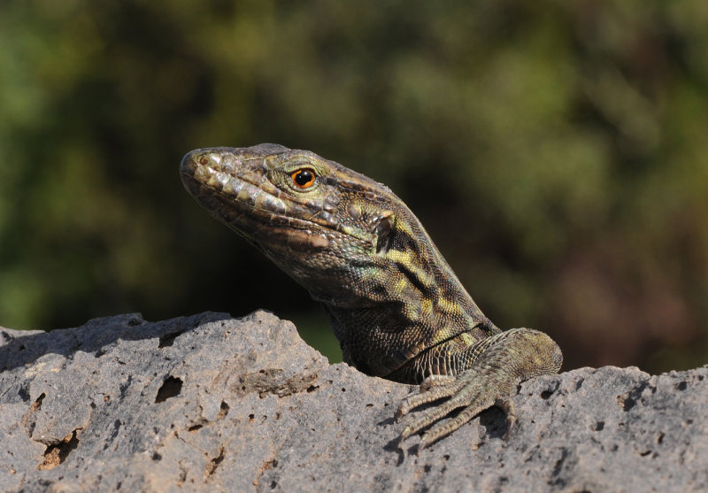 Gallotia galloti eisentrauti