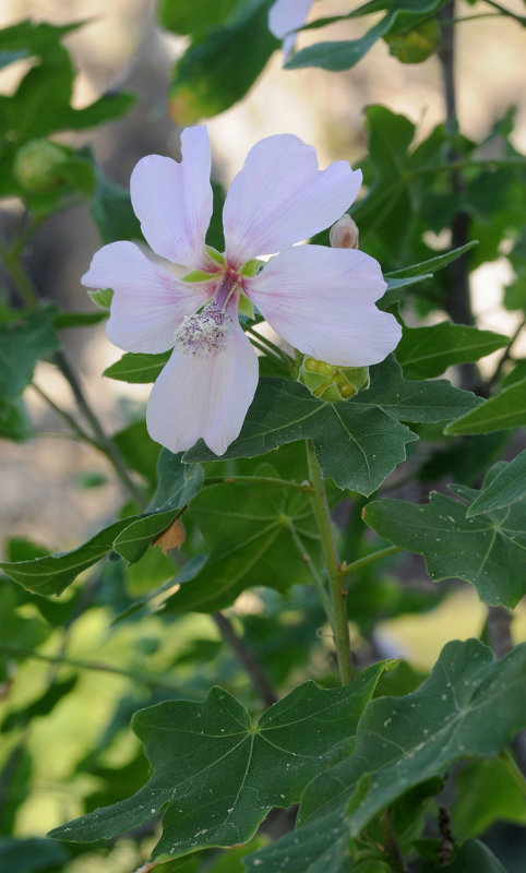 Lavatera acerifolia