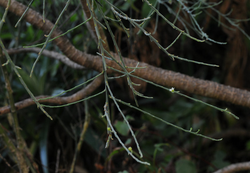Kunkeliella retamoides