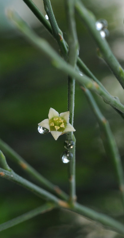 Kunkeliella retamoides. Closer.