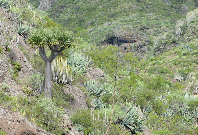 Dracaena draco