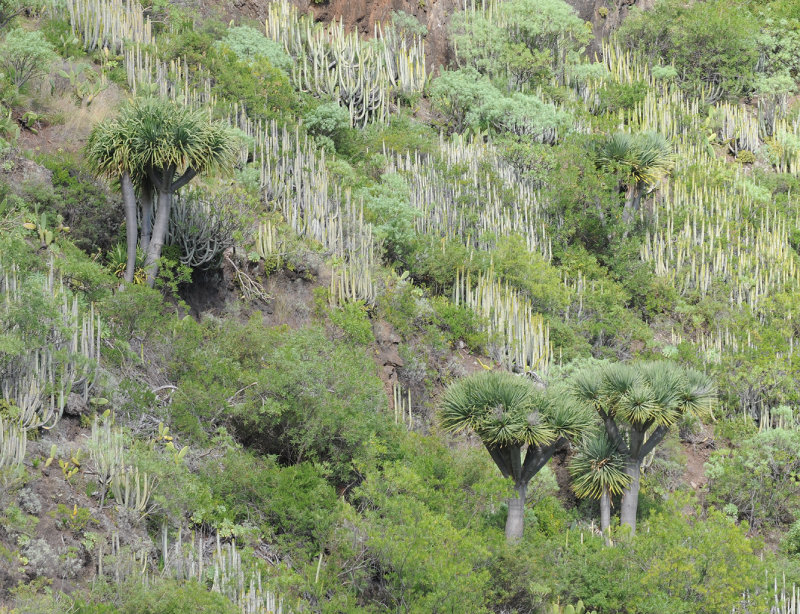 Dracaena draco