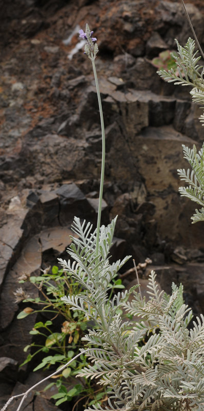 Lavandula buchii 