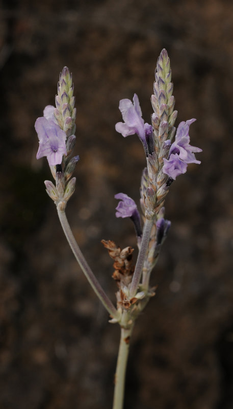 Lavandula buchii. Close-up.
