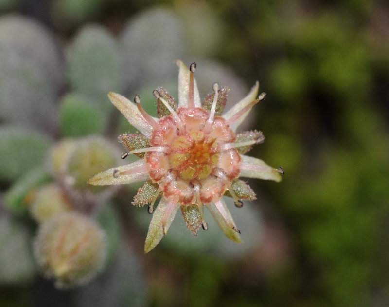 Monanthes sp. Anaga. Close-up.jpg