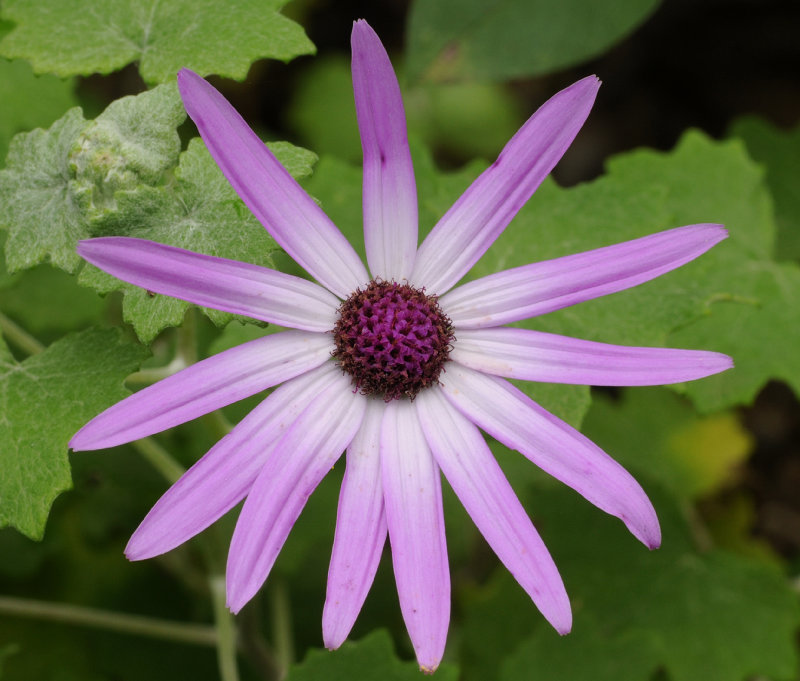 Pericallis lanata. Close-up.