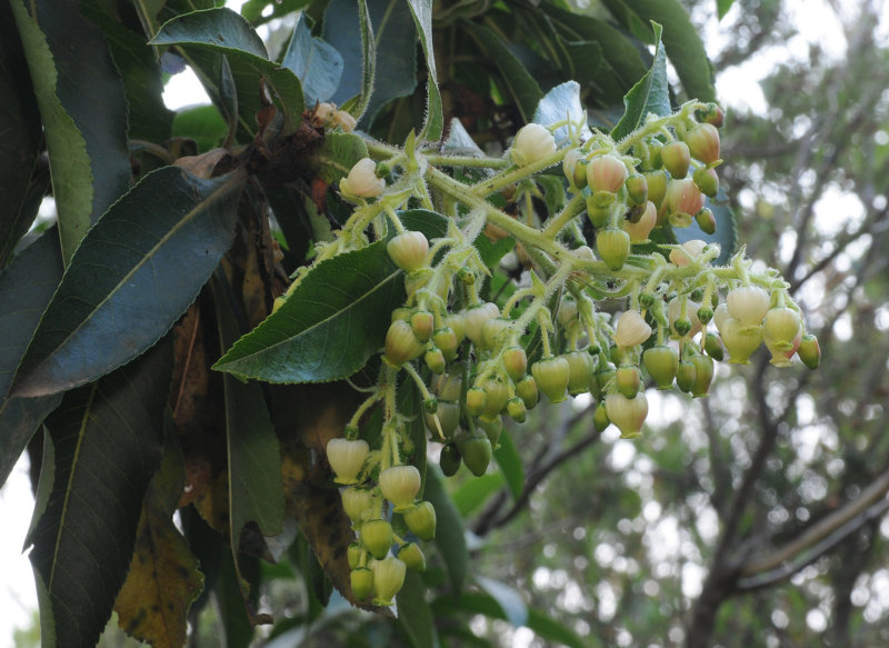 Arbutus canariensis. Closer.
