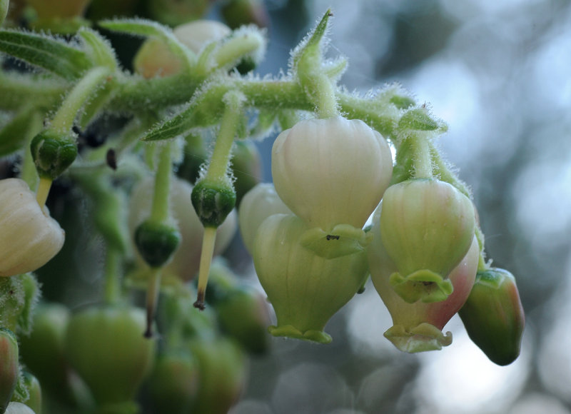 Arbutus canariensis. Close-up.