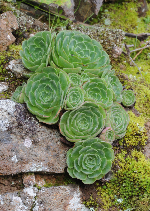Greenovia aizoon
