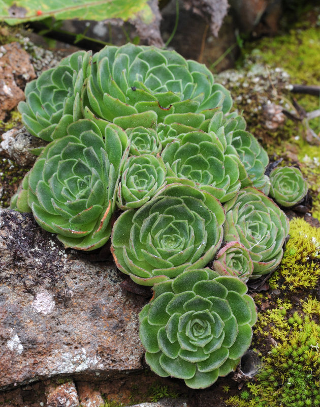 Greenovia aizoon. Close-up.