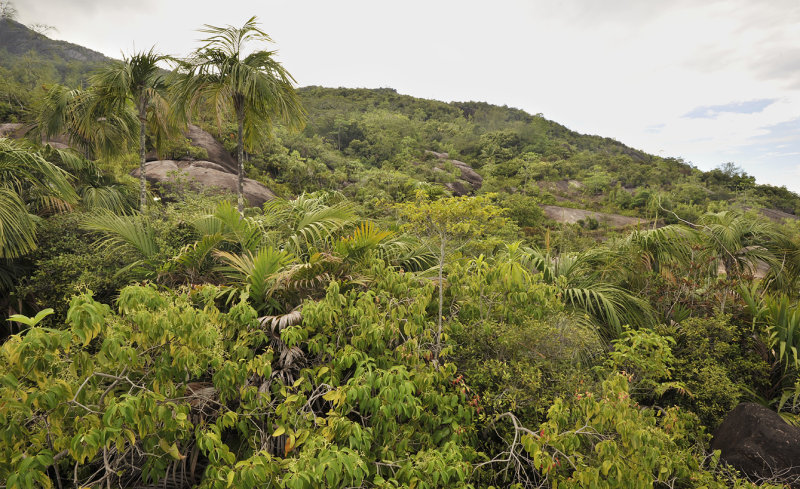 Landscape around Anse Major.