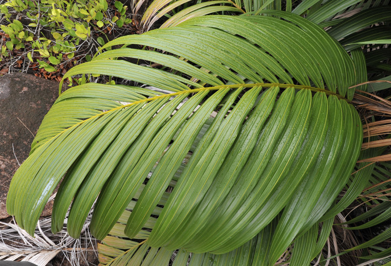 Nephrosperma van-houtteanum. Leaf.