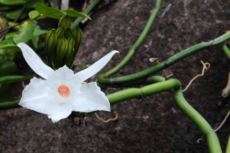 Vanilla phalaenopsis. Closer.