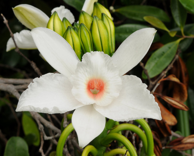 Vanilla phalaenopsis. Close-up.