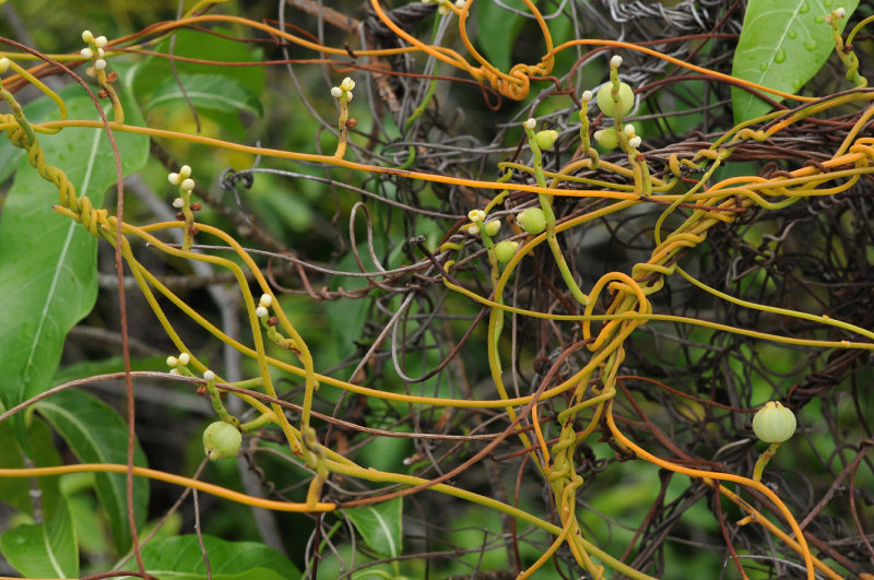 Cassytha filiformis
