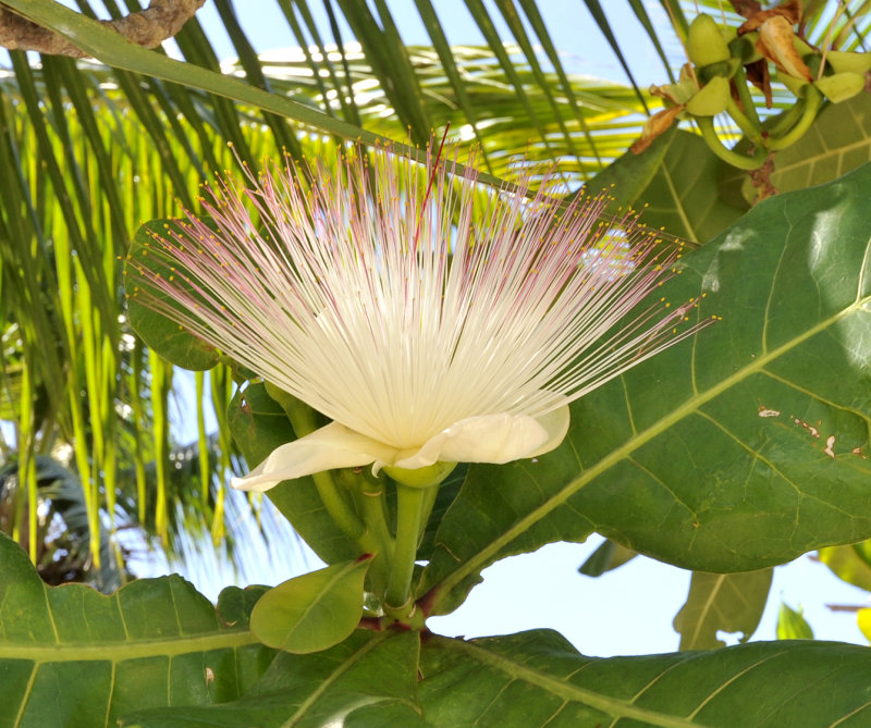 Barringtonia asiatica. Close-up.