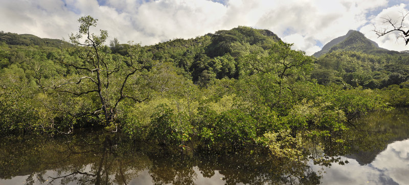 Mangrove