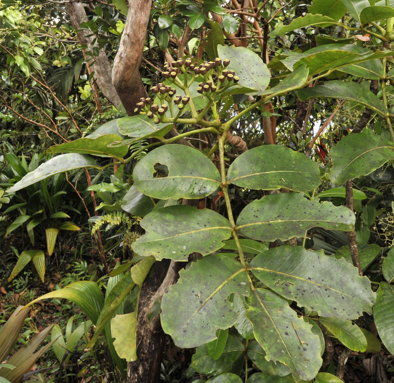 Polyscias crassa. Fruits.