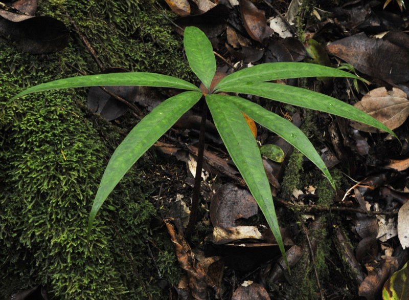 Protarum sechellarum