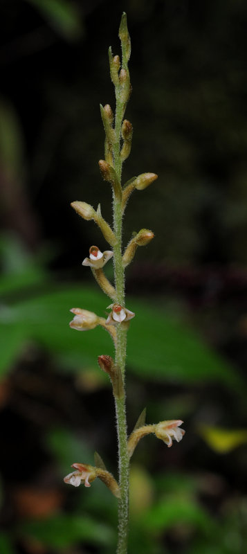 Goodyera seychellarum. Closer.