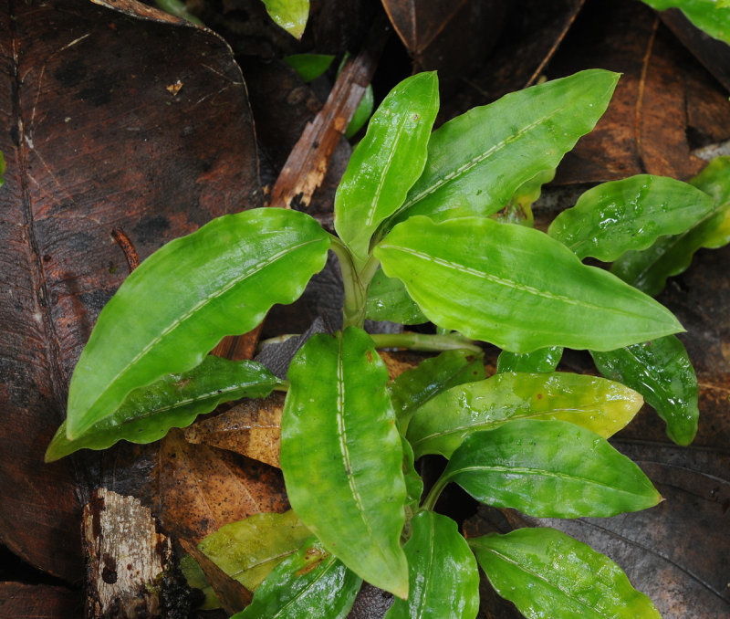 Goodyera seychellarum. Foliage.