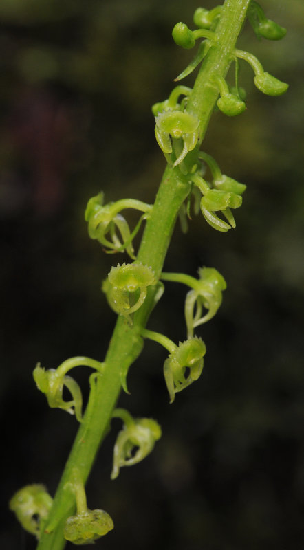 Malaxis seychellarum. Closer.