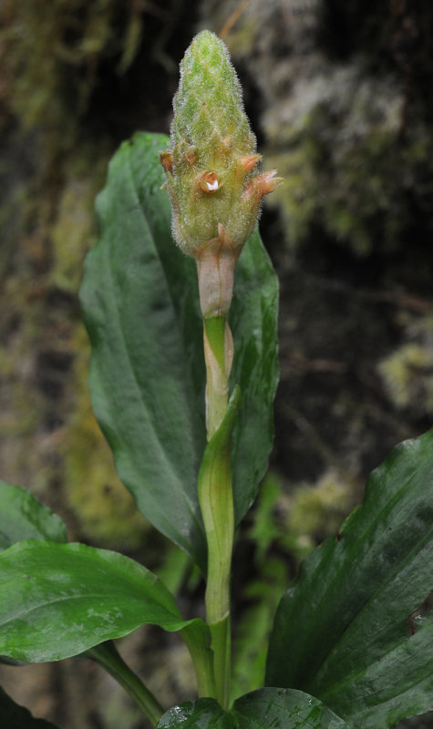 Platylepis occulta. Closer.