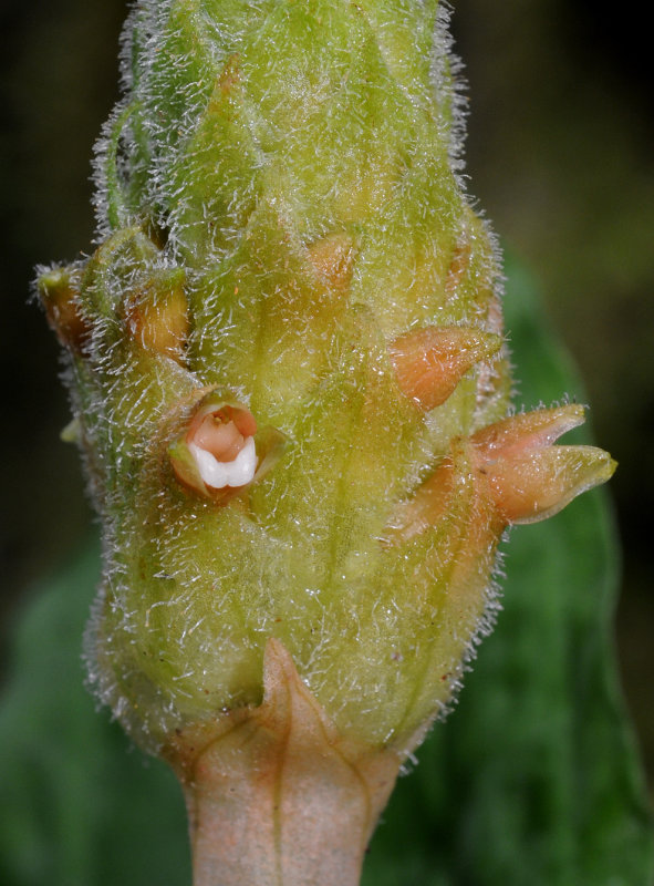 Platylepis occulta. Close-up.