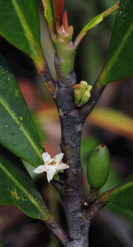 Erythroxylum sechellarum. Closer.