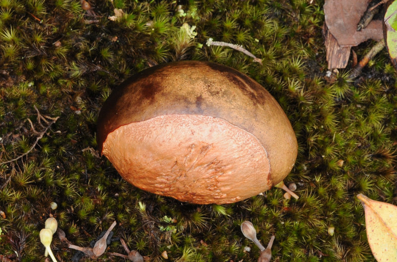 Northea hornei seed.