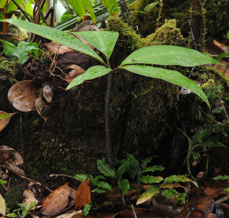 Protarum sechellarum