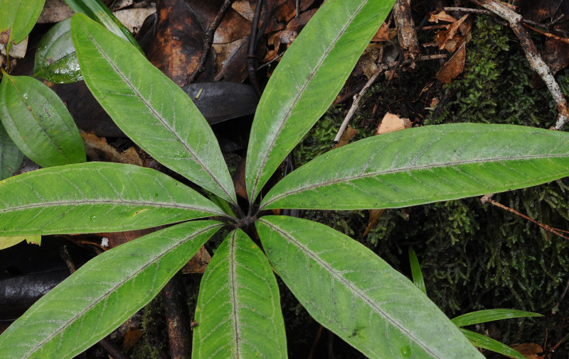 Protarum sechellarum. Close-up foliage.