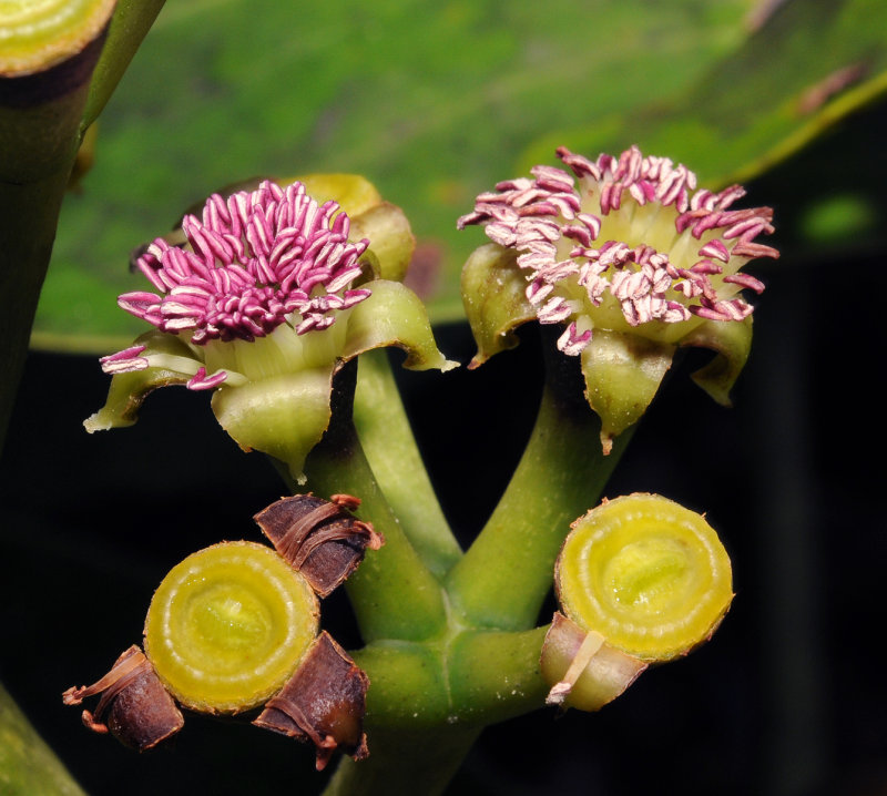 Polyscias crassa. Close-up.