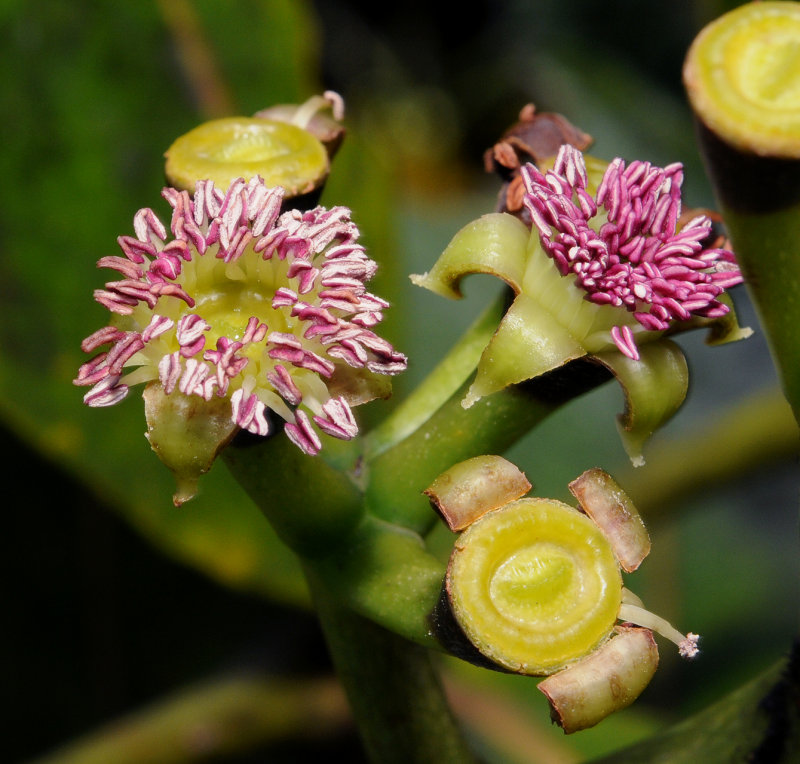 Polyscias crassa. Close-up.