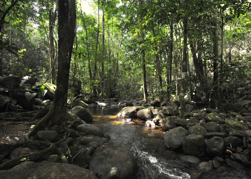 Forest stream
