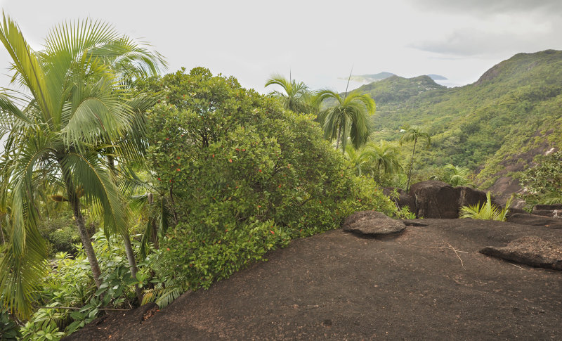Medusagyne oppositifolia