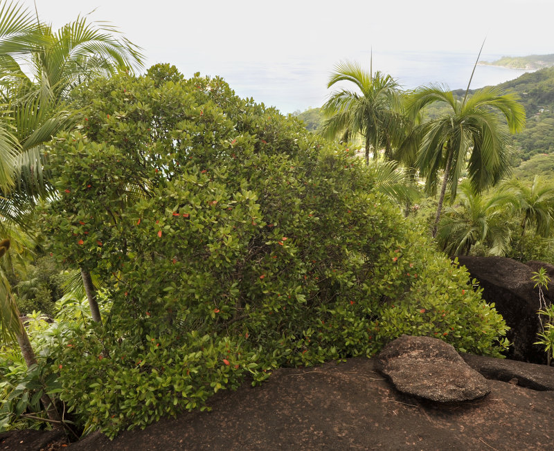 Medusagyne oppositifolia