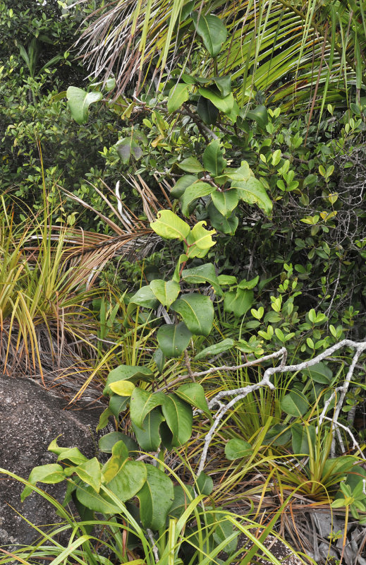 Syzygium wrightii